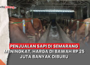 penjualan sapi Semarang