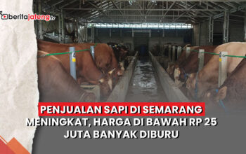 penjualan sapi Semarang