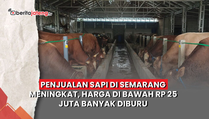 Video Penjualan Sapi di Semarang Meningkat, Harga di Bawah Rp25 Juta Banyak Diburu