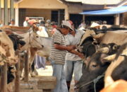 Pantau Kesehatan Ternak, Tiap Desa di Kabupaten Semarang Bakal Miliki Kader Penyakit Hewan Menular