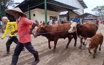 Kurban Semarang