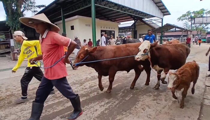 Dua Pekan Jelang Idul Adha, Harga dan Penjualan Kambing di Kabupaten Semarang Masih Normal