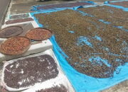 Kopi Cuaca