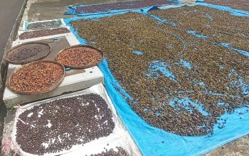 Kopi Cuaca
