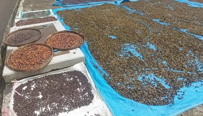 Cuaca Tak Menentu, Produktifitas Petani Kopi di Kabupaten Semarang Terhambat