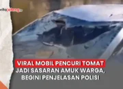 pencuri tomat