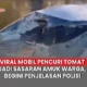 pencuri tomat