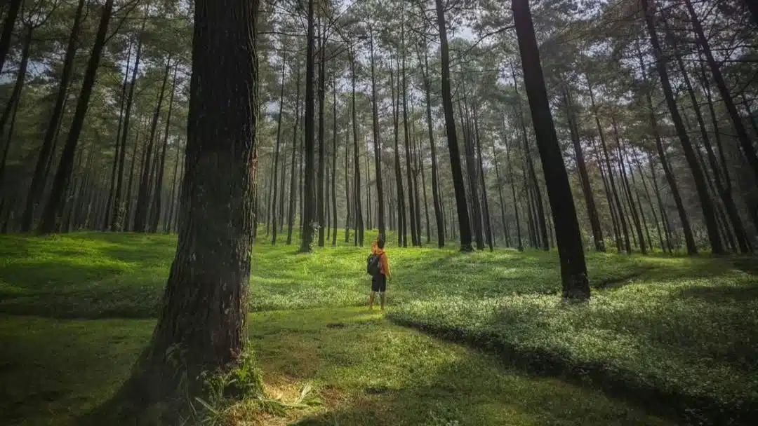 wisata purwokerto