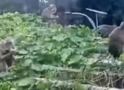 kera makan sayuran