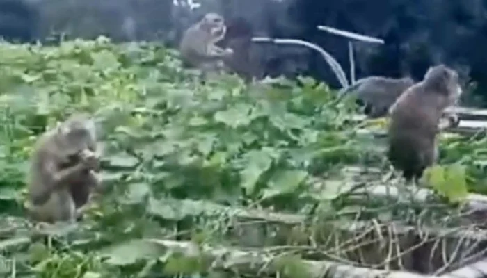 Hama Kera Liar di Lereng Merbabu Kian Resahkan Warga, Sayuran Siap Panen Ludes Dimangsa