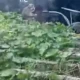 Hama Kera Liar di Lereng Merbabu Kian Resahkan Warga, Sayuran Siap Panen Ludes Dimangsa