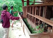 hewan kurban blora // idul adha