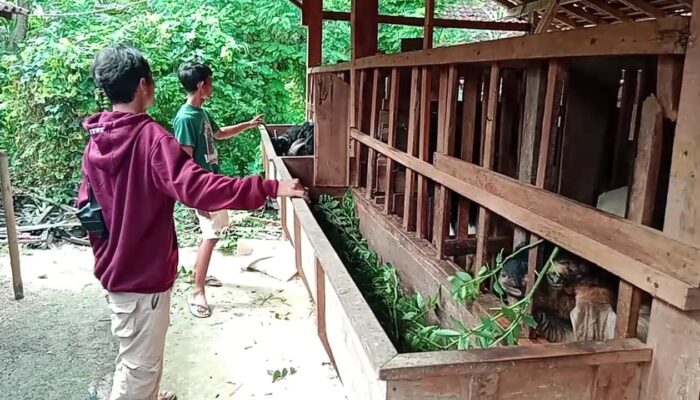 Penjualan Hewan Korban Meningkat Jelang Idul Adha, Beli Langsung dari Peternak Jadi Favorit
