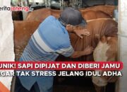 sapi Idul Adha