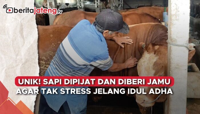 Video Unik, Sapi Dipijat dan Diberi Jamu Agar Tak Stres Jelang Idul Adha