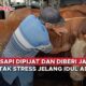 Video Unik, Sapi Dipijat dan Diberi Jamu Agar Tak Stres Jelang Idul Adha