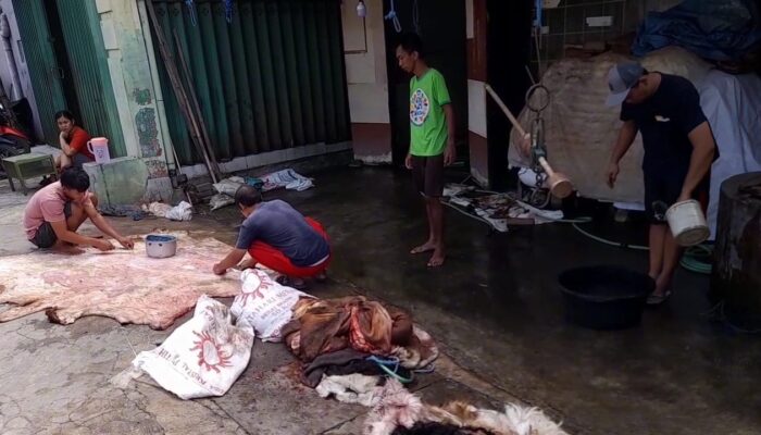 Idul Adha Penuh Berkah! Pengumpul Kulit Hewan Kurban Blora Ini Berhasil Dapatkan 10 Ton