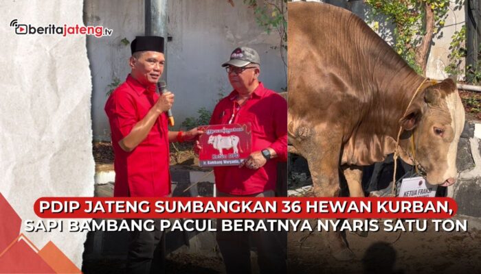 Video PDIP Jateng Kurbankan 36 Hewan, Sapi Bambang Pacul Beratnya 900 Kilogram