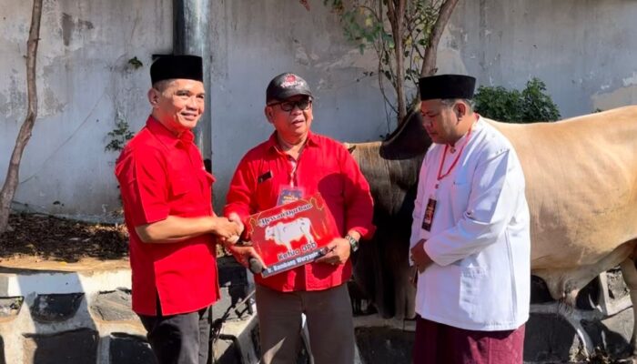 PDIP Jateng Sumbang 36 Hewan Kurban, Sapi Bambang Pacul Beratnya Nyaris Satu Ton