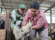 Dispertan Sidak Hewan Kurban di Kota Semarang, Pastikan Sehat dan Layak Jual