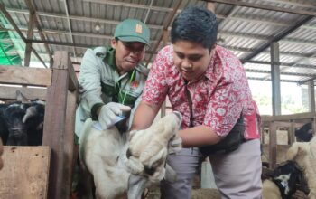 Dispertan Sidak Hewan Kurban di Kota Semarang, Pastikan Sehat dan Layak Jual