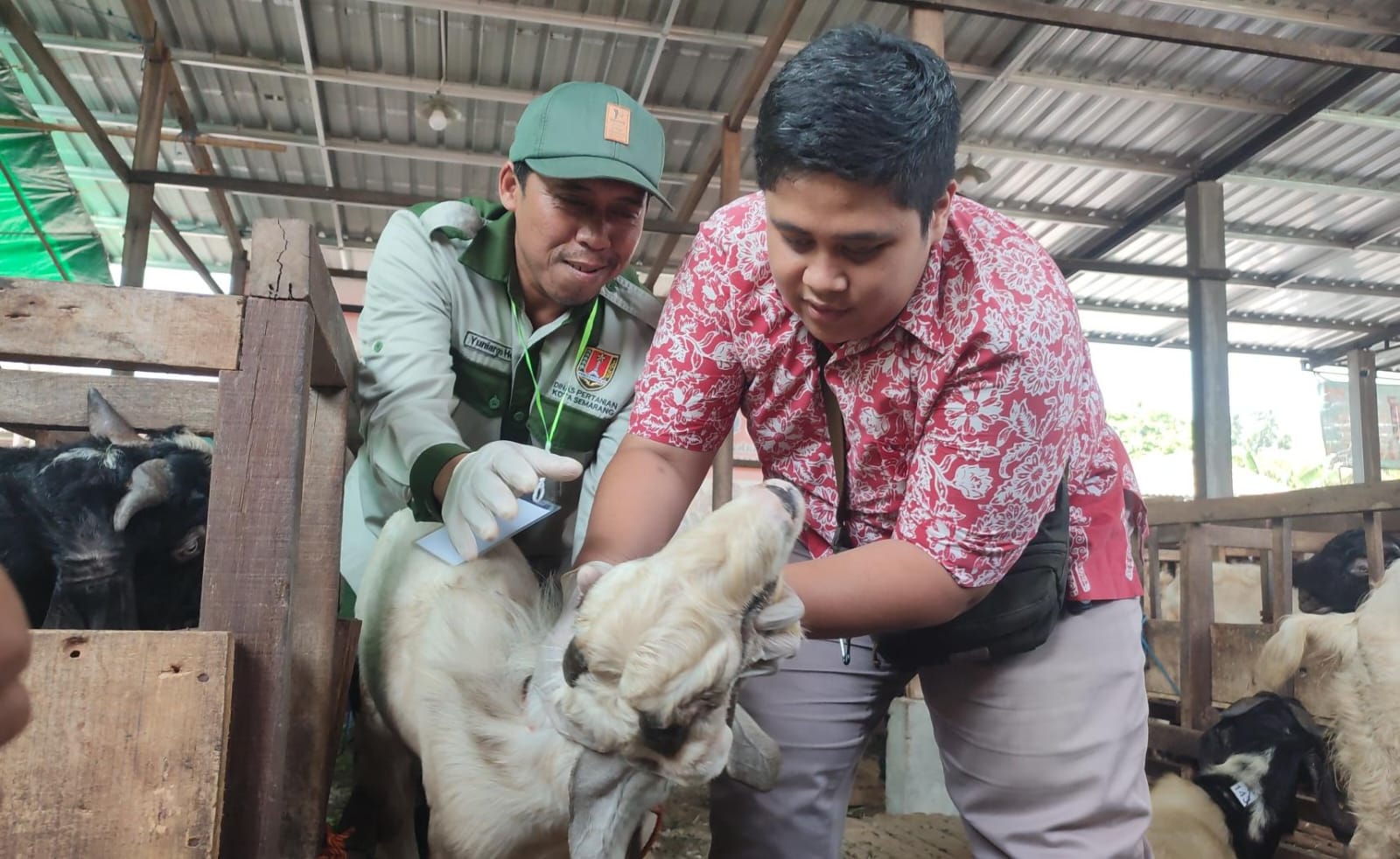 Dispertan Sidak Hewan Kurban di Kota Semarang, Pastikan Sehat dan Layak Jual