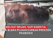 sapi kurban Prabowo