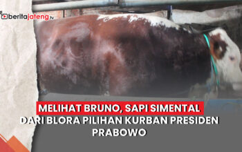 sapi kurban Prabowo