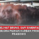 Video Bruno, Sapi Simental dari Blora jadi Pilihan Kurban Presiden Prabowo