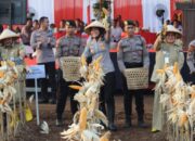 Panen Jagung Semarang