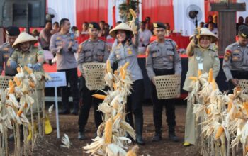 Panen Jagung Semarang