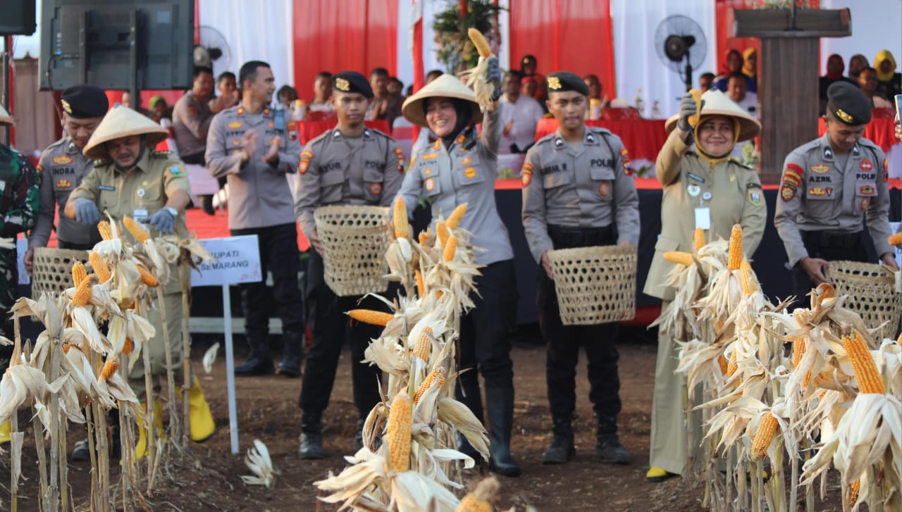 Panen Jagung Semarang