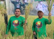 Panen Raya Padi Organik Blora