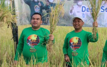 Panen Raya Padi Organik Blora