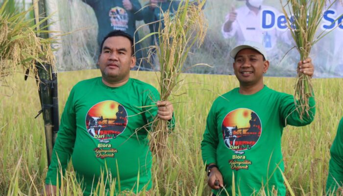 Bupati Blora Pimpin Panen Raya Padi Organik, Dorong Pertanian Berkelanjutan dan Ramah Lingkungan