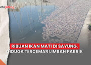 ikan mati di Sayung