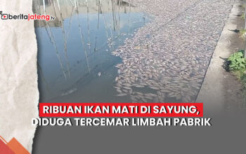 Video Ribuan Ikan Mati di Sayung, Diduga Tercemar Limbah Pabrik