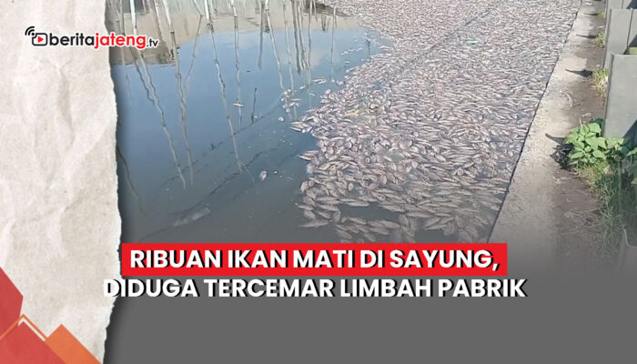 Video Ribuan Ikan Mati di Sayung, Diduga Tercemar Limbah Pabrik