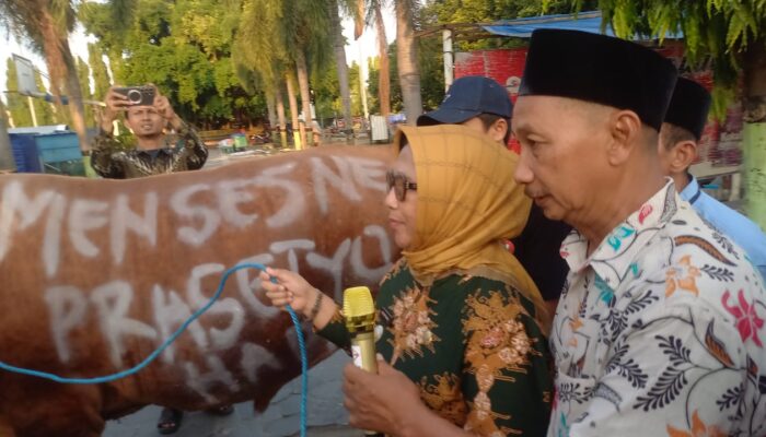 Mensesneg Prasetyo Hadi Pilih Sapi Kurban Jumbo dari Peternak Lokal Blora: Jenis Simental, Berat 1,2 Ton