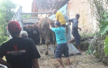 Sapi Blora