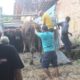 Idul Adha Jadi Berkah bagi Pedagang Sapi di Blora, Pesanan Melonjak Capai Ratusan Ekor