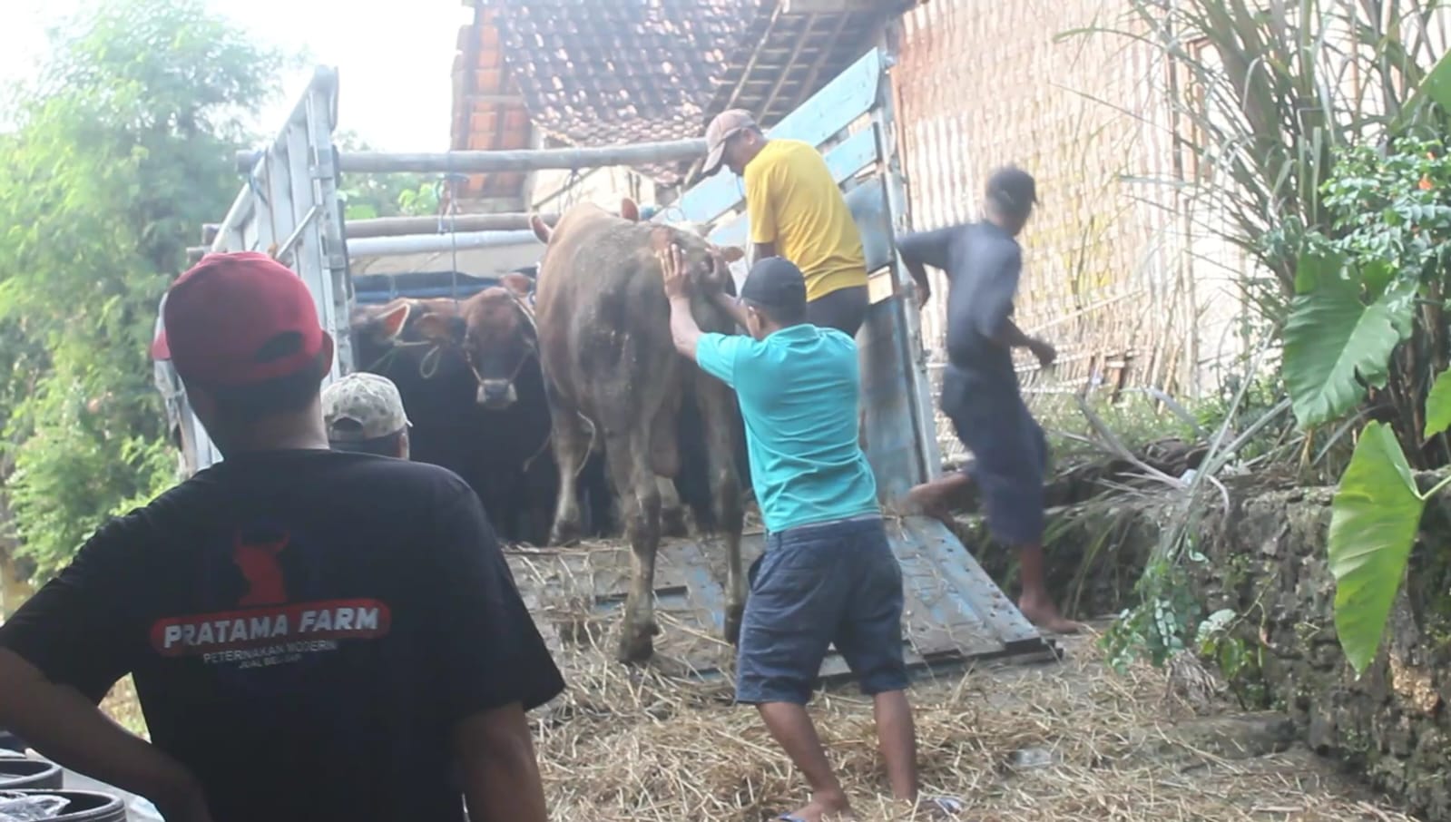 Sapi Blora