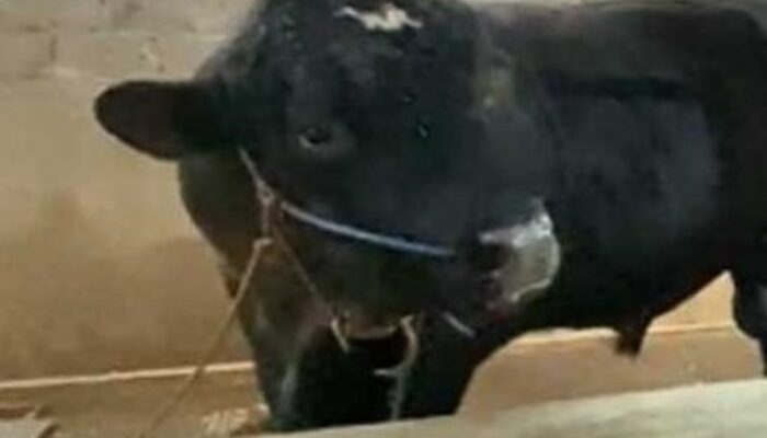Warga Kalilateng Ungaran Timur Terima Sapi Kurban Bantuan Presiden, Bobotnya Capai 870 Kg