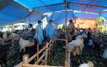 Dispertankap Kabupaten Semarang periksa hewan kurban. (Bowo Pribadi/beritajateng.tv)