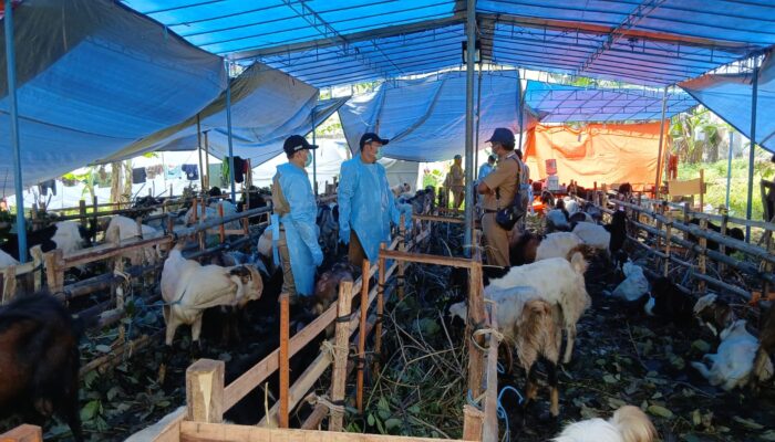 Pastikan Hewan Kurban Sehat, Dispertanikap Semarang Lakukan Pemeriksaan Keliling