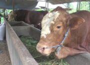 sapi dibeli prabowo
