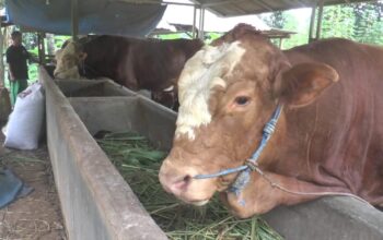 sapi dibeli prabowo