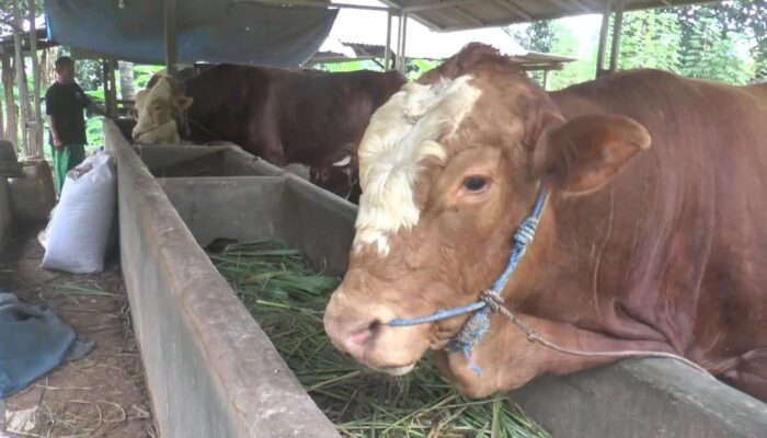 Sapi Milik Warga Blora Terpilih Jadi Hewan Kurban Prabowo, Begini Penampakannya!