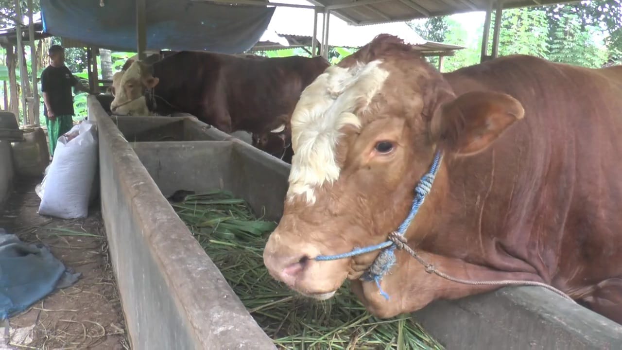sapi dibeli prabowo