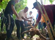 Perkuat Ketahanan Pangan, Pemkot Semarang Manfaatkan Lahan Kosong untuk Tanam Singkong dan Ubi
